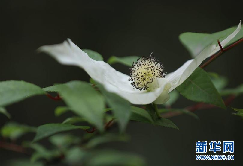 我国珍稀植物:中国珍稀植物有哪些?