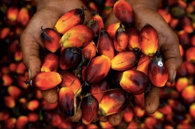 棕榈油的危害:多吃棕榈油或椰子油有什么害处?
