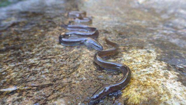 尼斯湖水怪可能是巨型鳗鱼:新西兰科学家表示尼斯湖水怪可能是巨型鳗鱼，鳗鱼...
